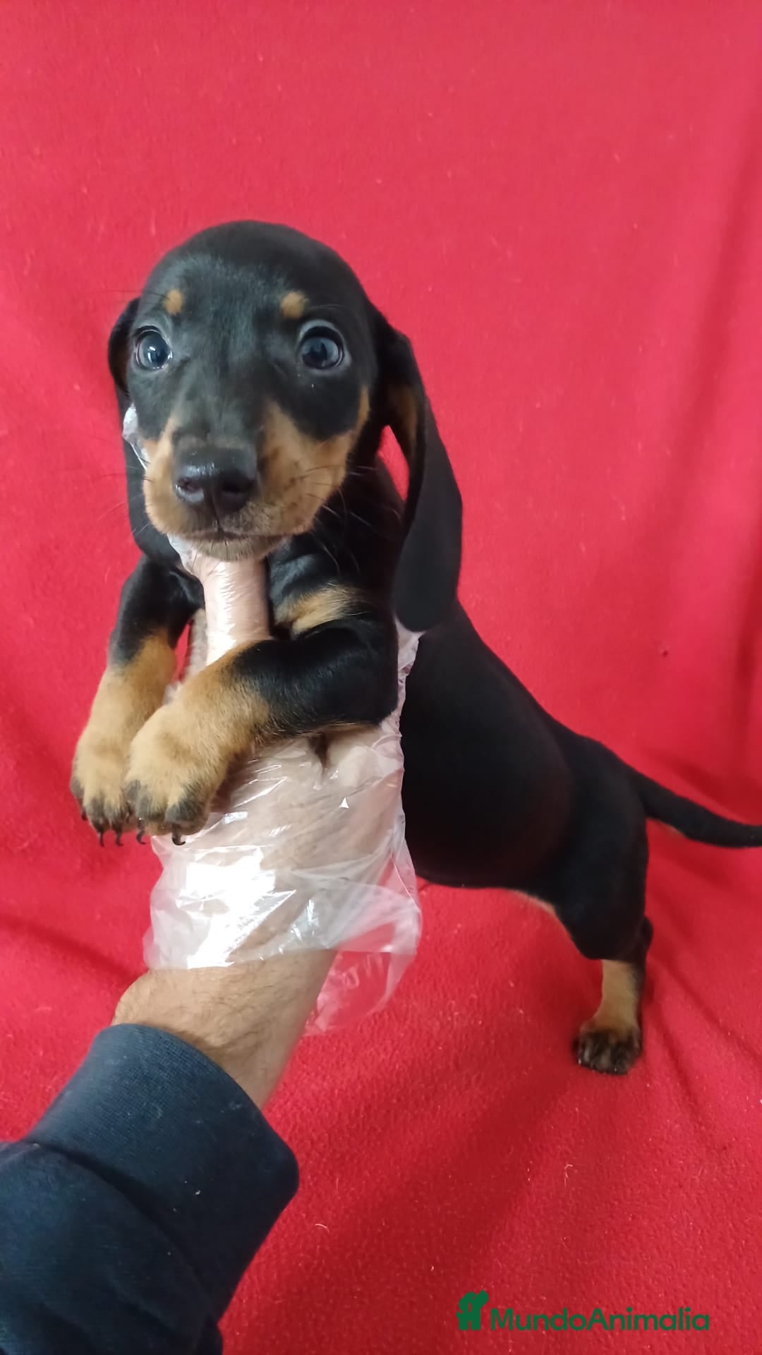 Teckel Miniatura perros Teckel Mini Negro y Fuego  - Anuncio 1