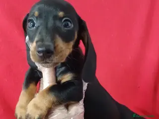 Teckel Miniatura perros Teckel Mini Negro y Fuego - Anuncio 1