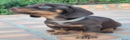 Teckel Miniatura perros en venta: teckel listos para entregar  - Anuncio 6