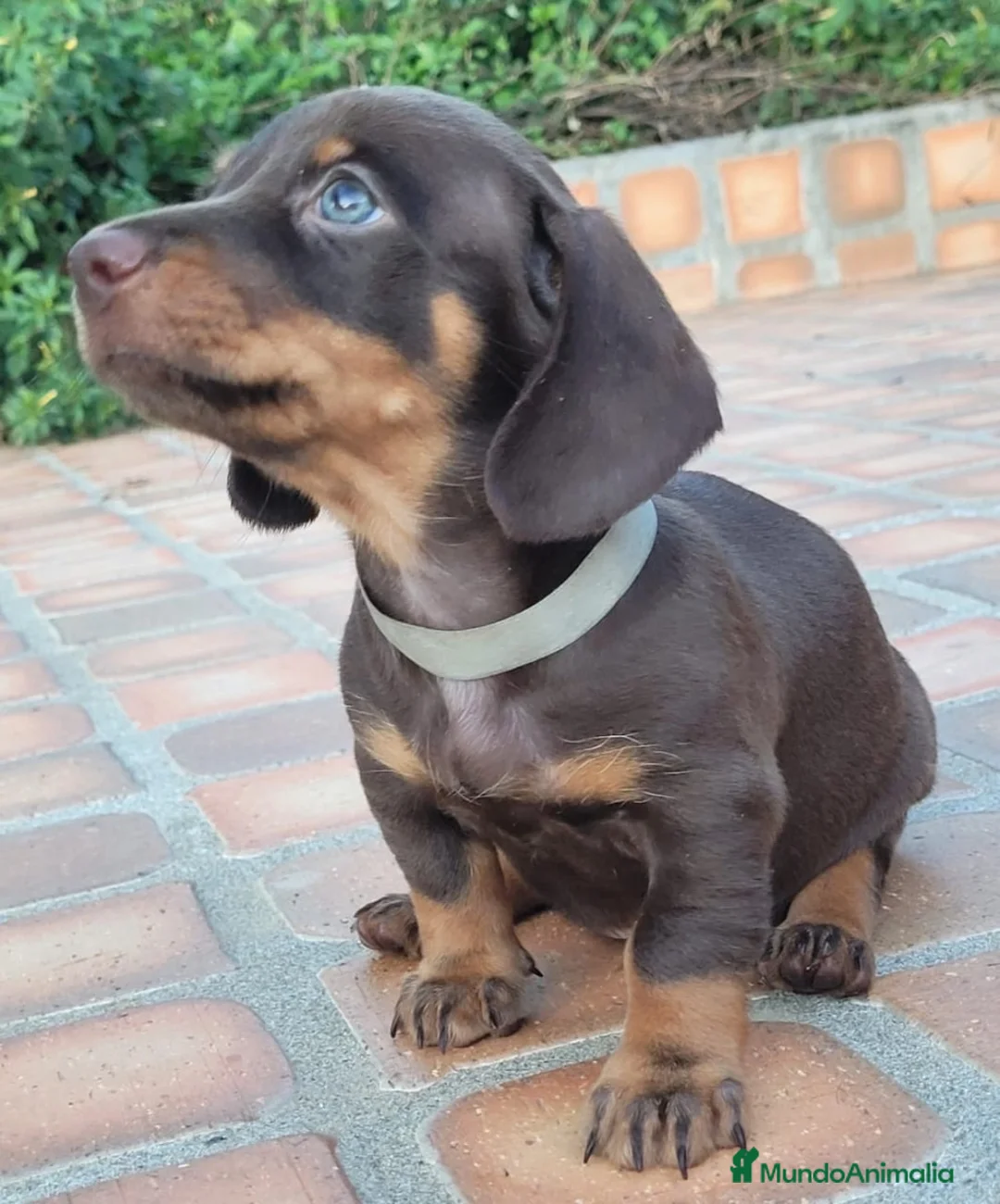 Teckel Miniatura perros en venta: teckel listos para entregar  - Anuncio 6