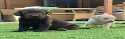 Labrador Retriever perros en venta: cachorros labrador retriever - Anuncio 1