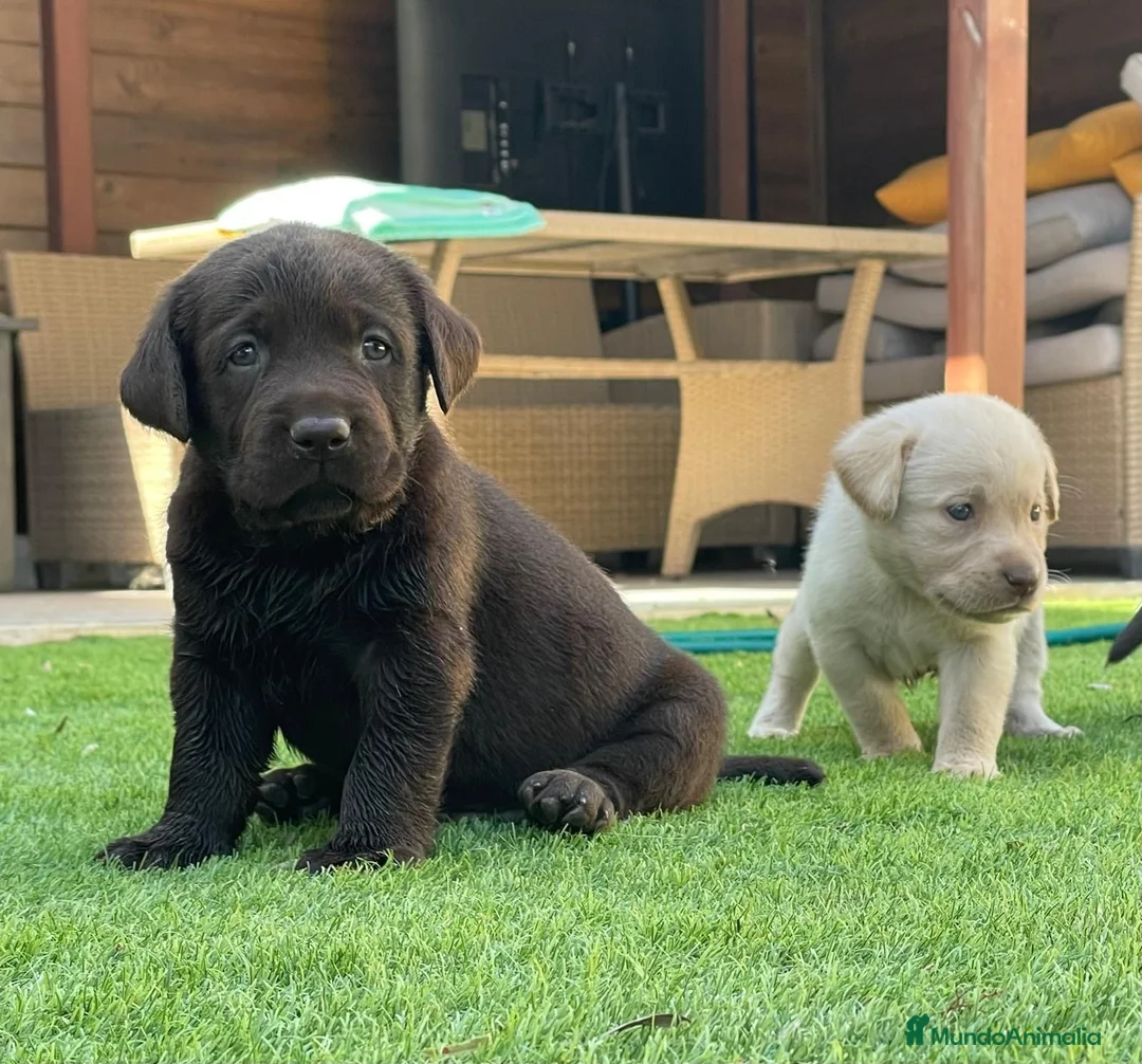 Labrador Retriever perros en venta: cachorros labrador retriever - Anuncio 1