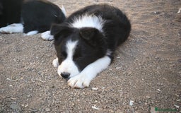 Border Collie perros en venta: Cachorros border collie de 2 meses  - Imagen 10