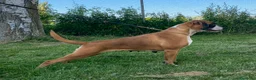 Boxer perros en venta: Cachorros de boxer - Anuncio 2