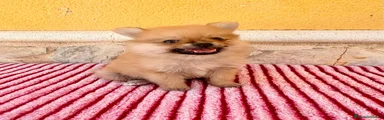 Pomerania 1