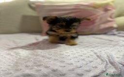 Yorkshire Terrier perros en venta: Yorkshire toy - Imagen 11