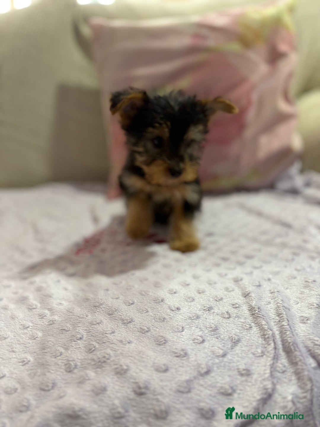 Yorkshire Terrier perros en venta: Yorkshire toy - Imagen 11