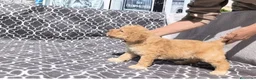 Perro de Agua Español perros en venta: Perros de agua  - Anuncio 3