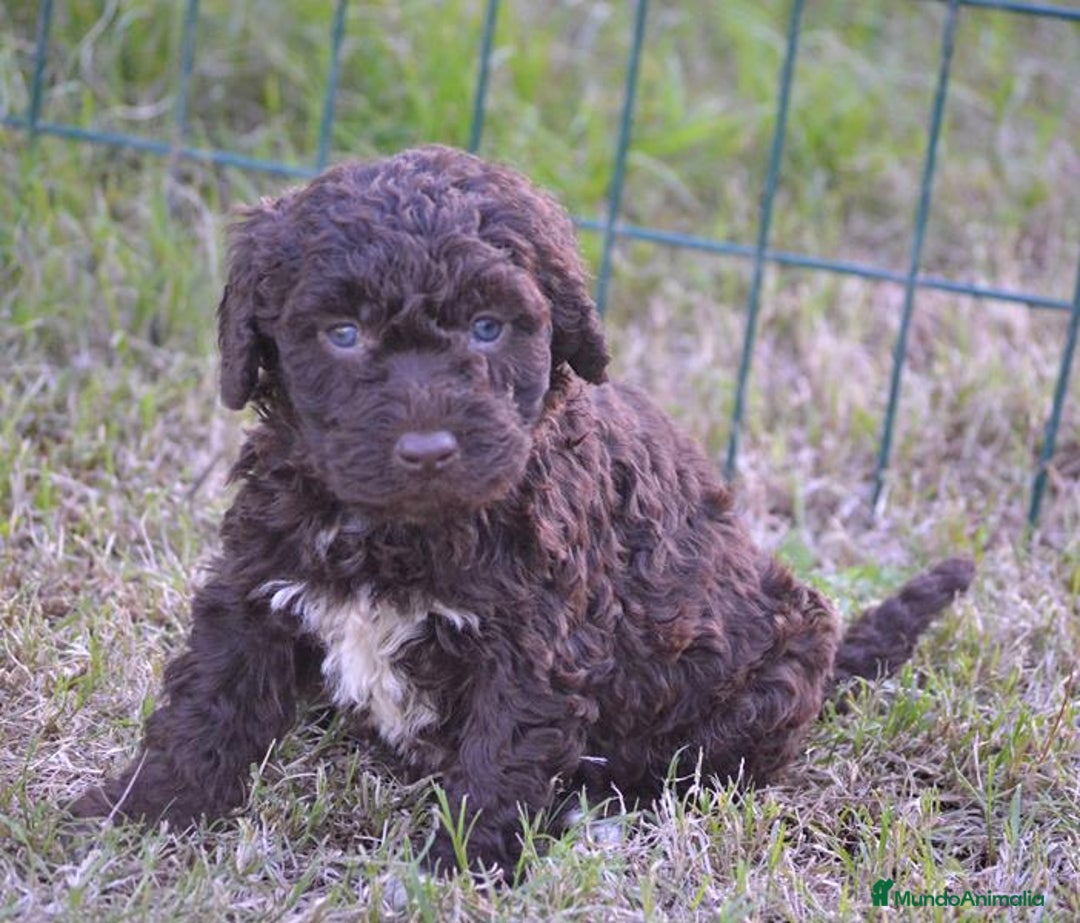 Perro de Agua Español perros en venta: Camada perro de agua español  - Anuncio 20