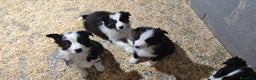 Border Collie perros en venta: Border collie  en La Rioja - Anuncio 7