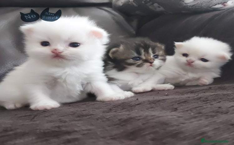 Persa gatos en venta en Barcelona - Propaganda 3