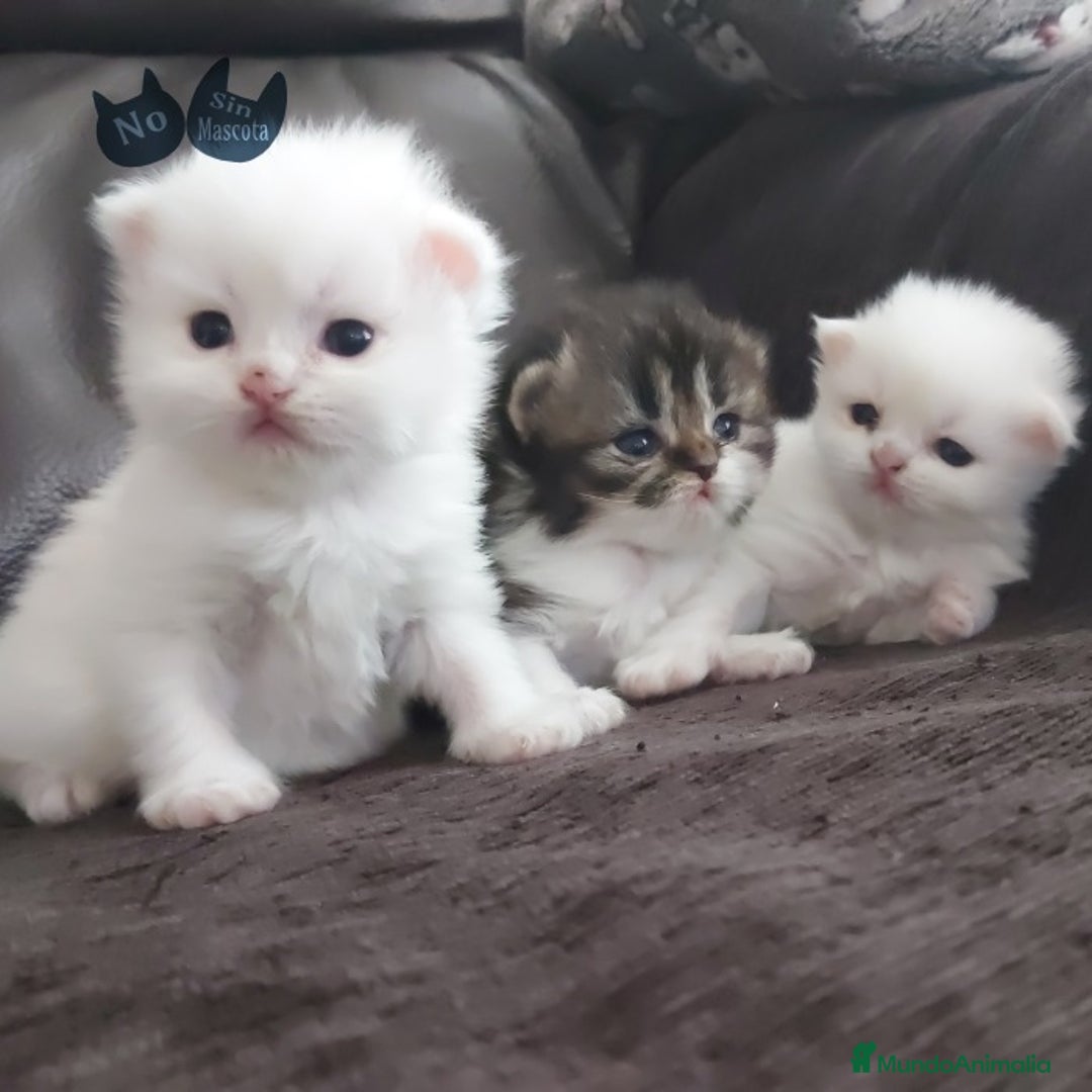 Persa gatos en venta: cachorritos persas  en Barcelona - Imagen 1