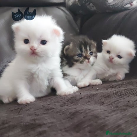 Persa gatos en venta en Barcelona - Anuncio 3