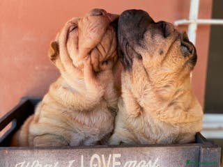 Shar Pei perros LOS MEJROES BEBE SHAR PEI en Málaga - Anuncio 1