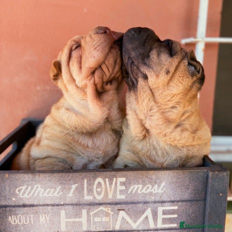 Shar Pei perros en Málaga - Anuncio 1
