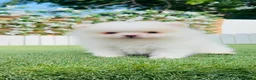 Pomerania perros en venta: POMERANIA - Anuncio 12