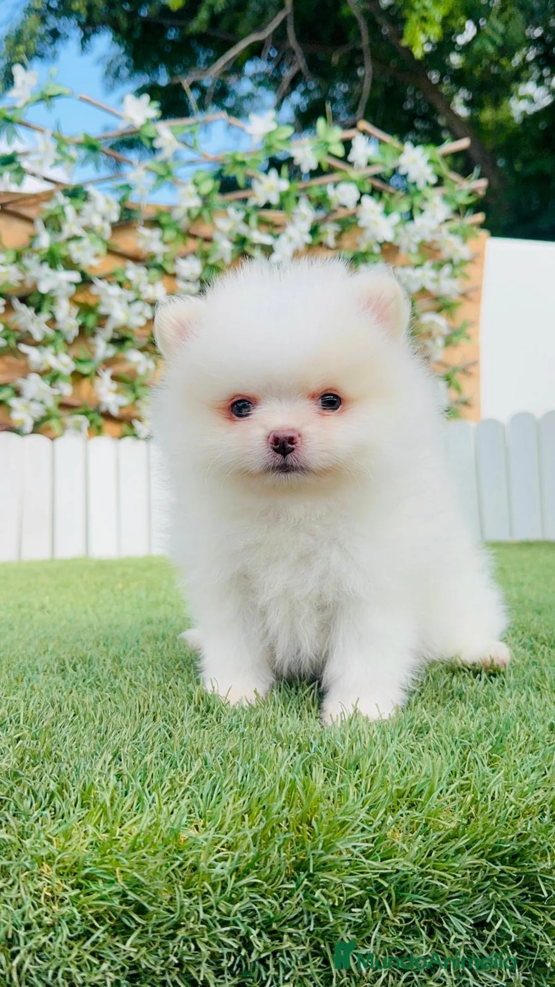 Pomerania perros en venta: POMERANIA - Anuncio 12
