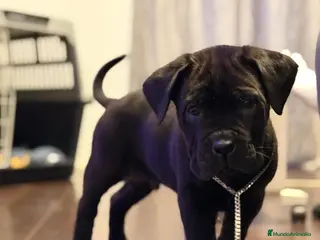 Cane Corso perros CANE CORSO GRAN CALIDAD - Anuncio 1
