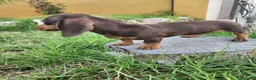 Teckel perros en venta: Teckel kanichen precio real. - Anuncio 10