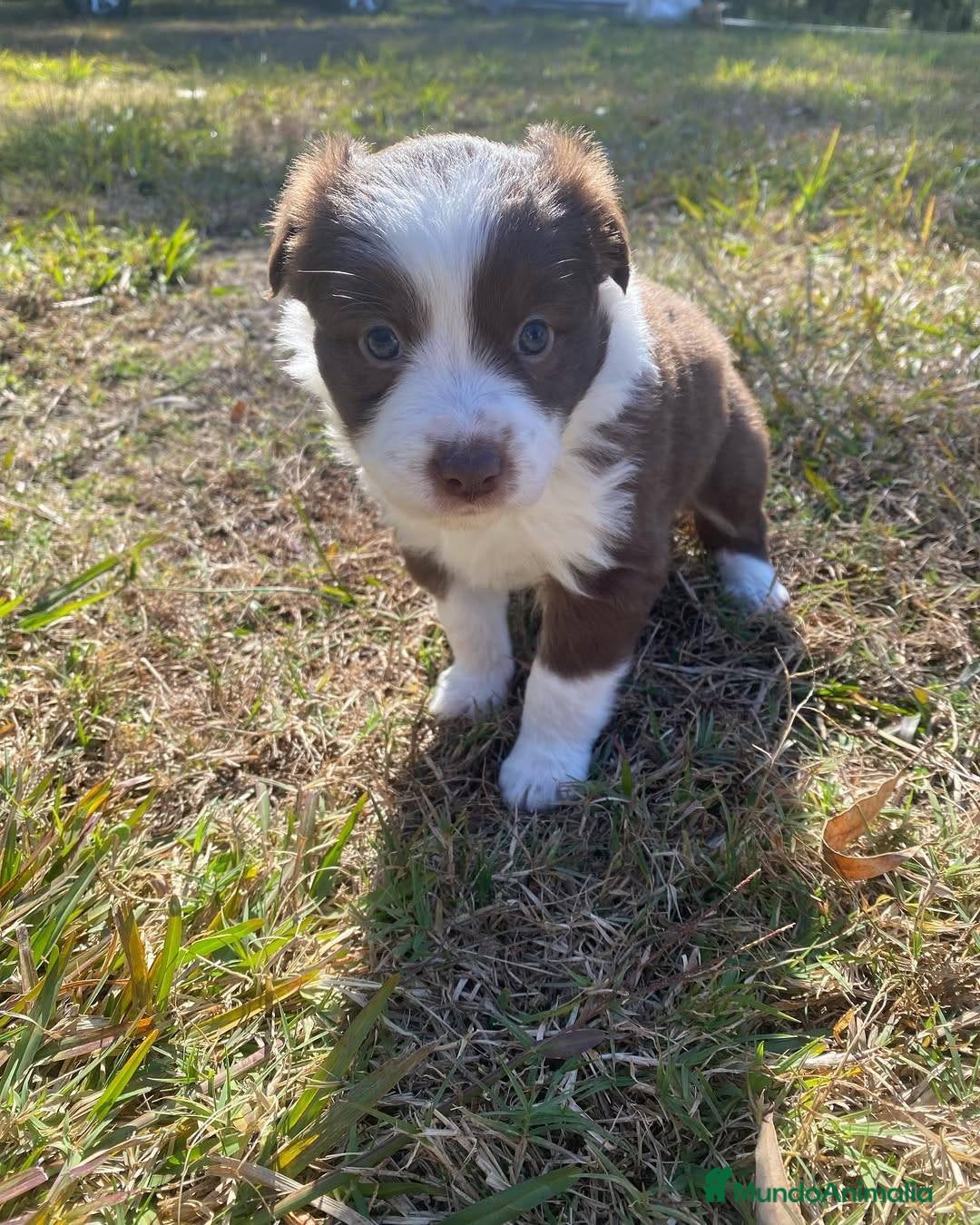 Border Collie perros en venta: puppies border collie  - Anuncio 3