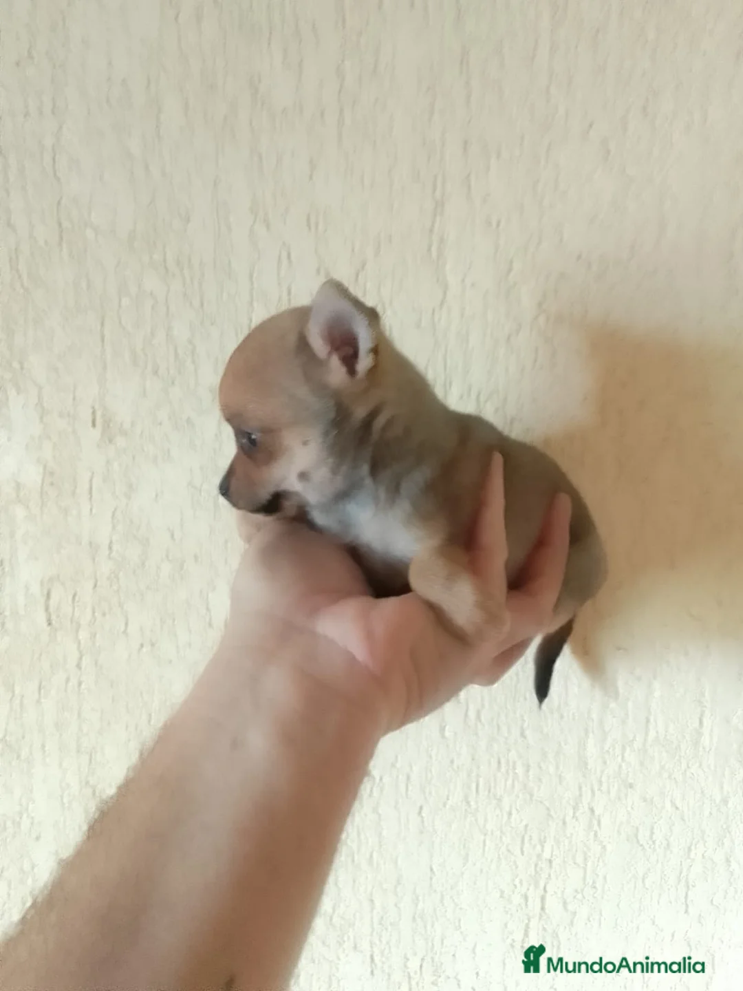 Chihuahua perros en venta: Chihuahua - Anuncio 4