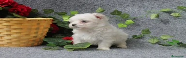 Bichón Maltés Cachorro 9