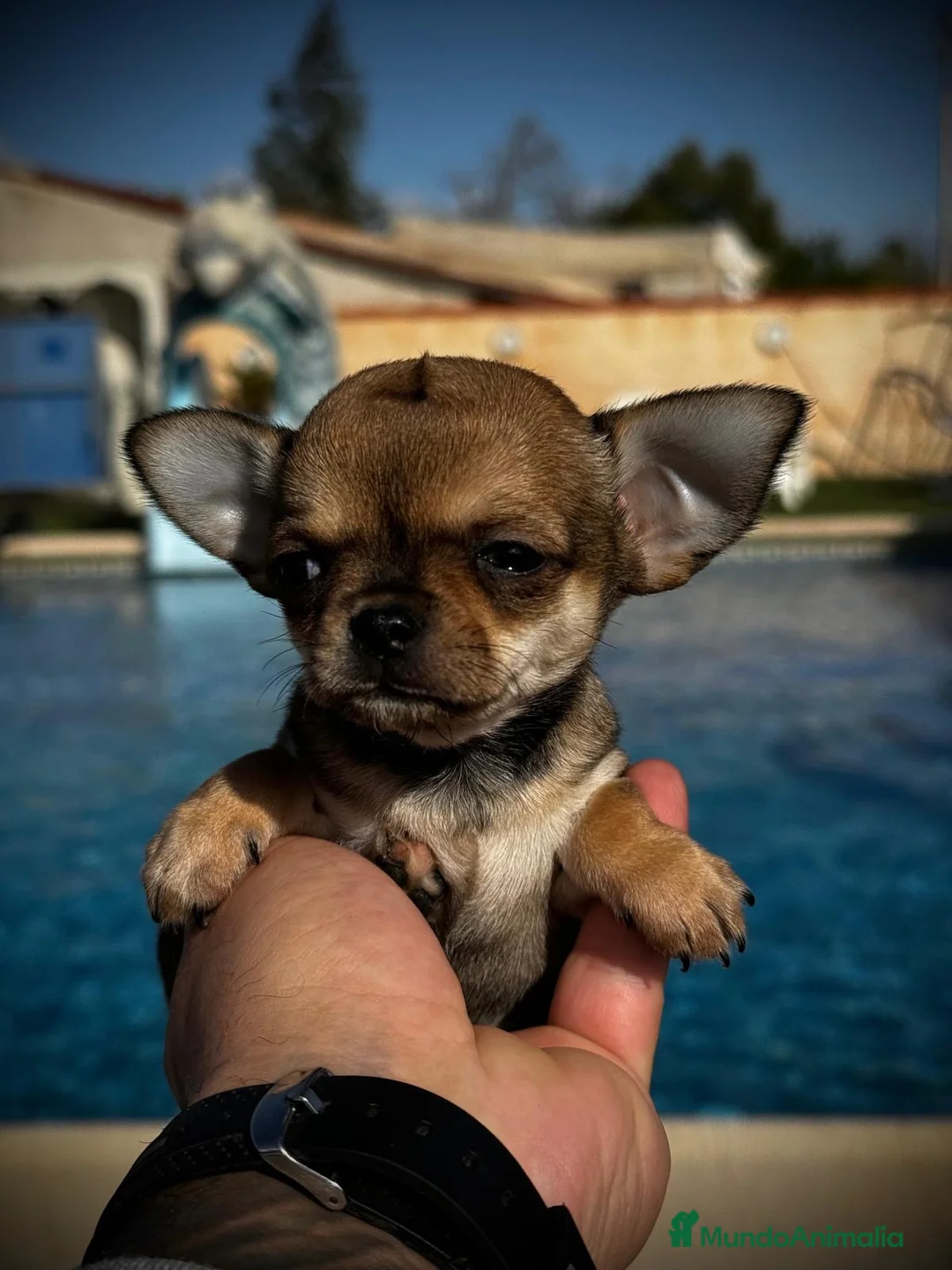 Chihuahua perros en venta: Chihuahua toy en Illes Balears - Anuncio 2