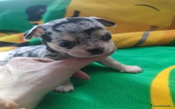 Chihuahua perros en venta: Chihuahua hembra Toy  - Imagen 2