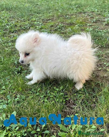Pomerania perros Pomerania Hembra 7513 - AQUANATURA en Barcelona - Anuncio 5