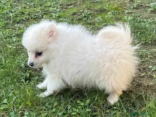 Pomerania perros Pomerania Hembra 7513 - AQUANATURA en Barcelona - Anuncio 26