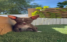 Chihuahua perros en venta: CHIHUAHUA MACHO - Imagen 15