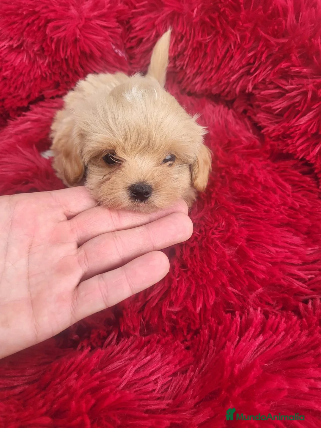 Maltipoo perros en venta: Maltipoo - Anuncio 8