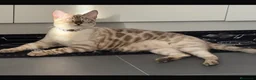 Bengalí gatos en venta: Macho bengalí snow - Anuncio 1