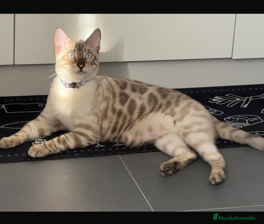 Bengalí gatos en venta: Macho bengalí snow - Anuncio 1