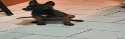 Pastor Belga Malinois perros en venta: Pastor belga malinois - Anuncio 3