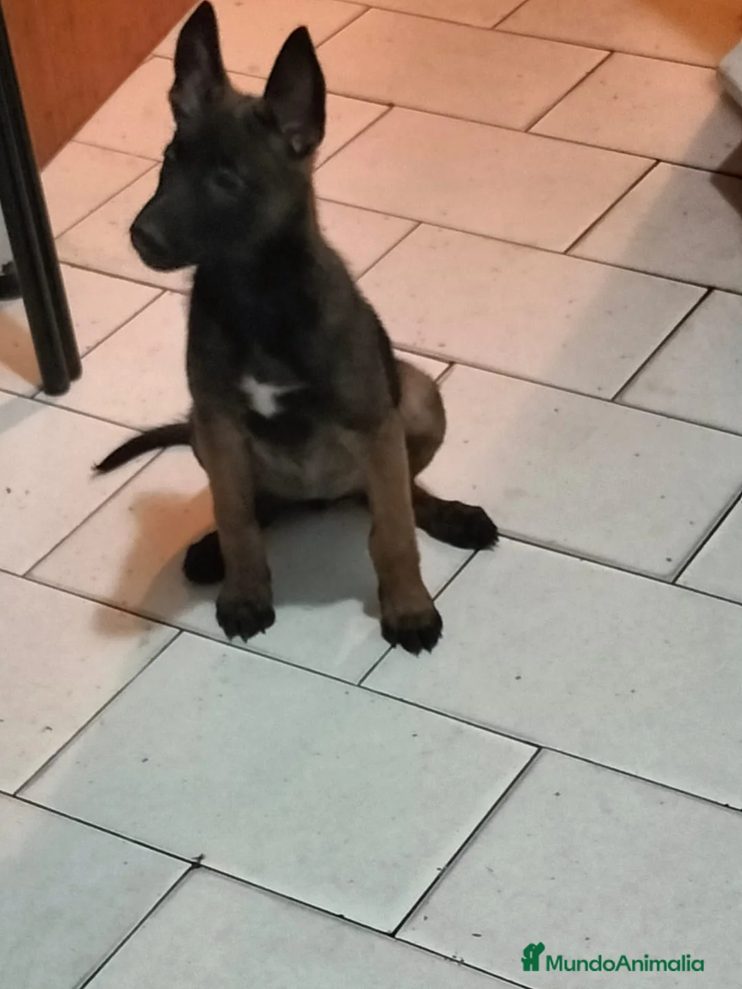 Pastor Belga Malinois perros en venta: Pastor belga malinois - Anuncio 3