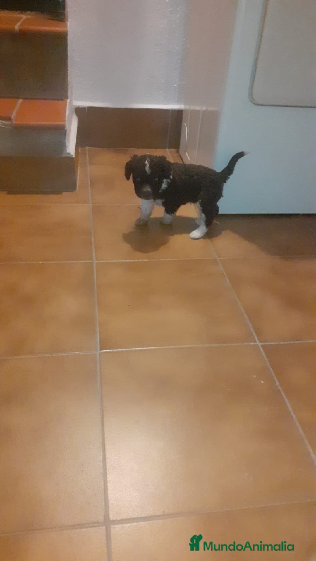 Perro de Agua Español perros en venta: Perros de agua  - Anuncio 3