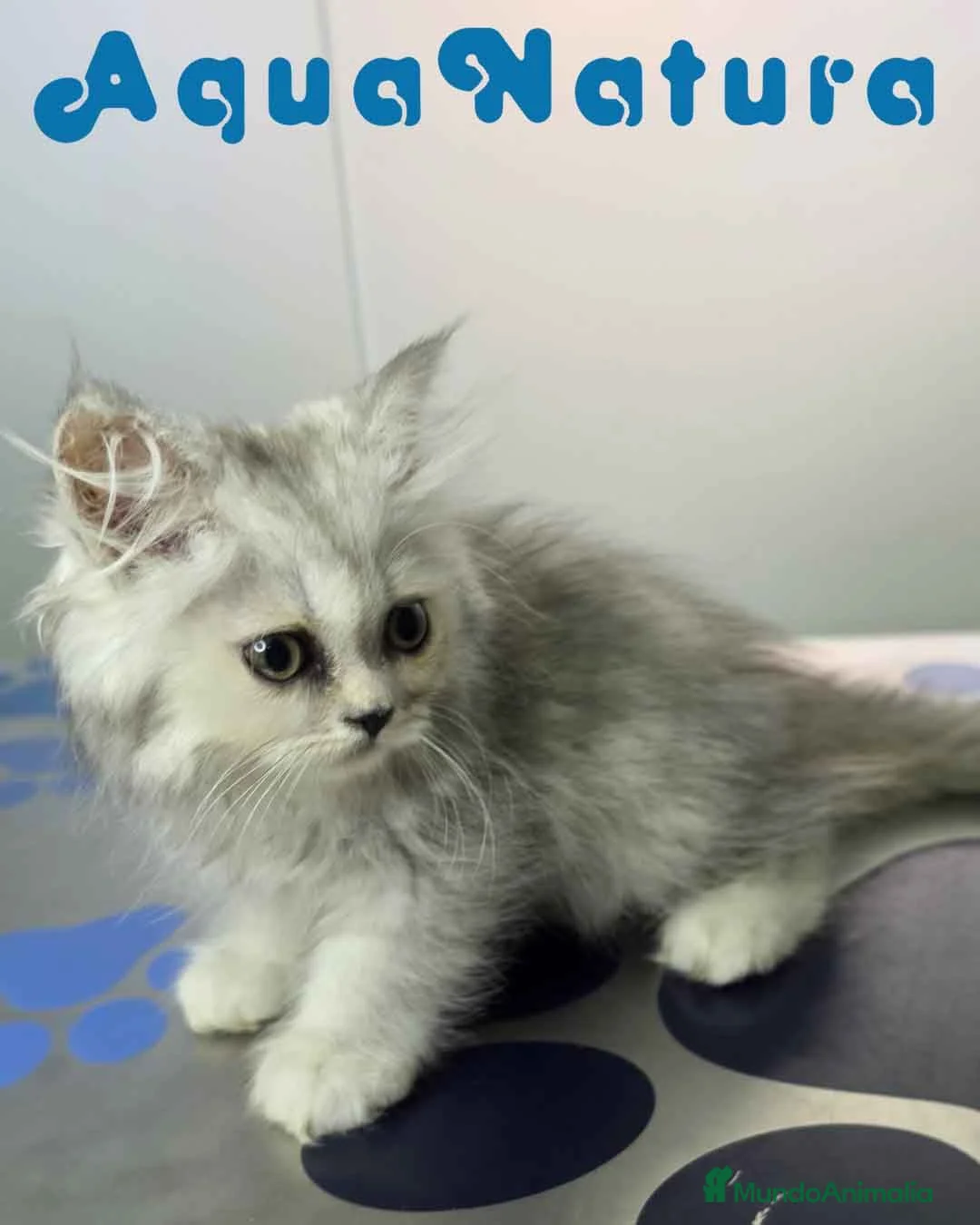 Persa gatos en venta: Persa Chinchilla Hembra 6794 AQUANATURA - Anuncio 9