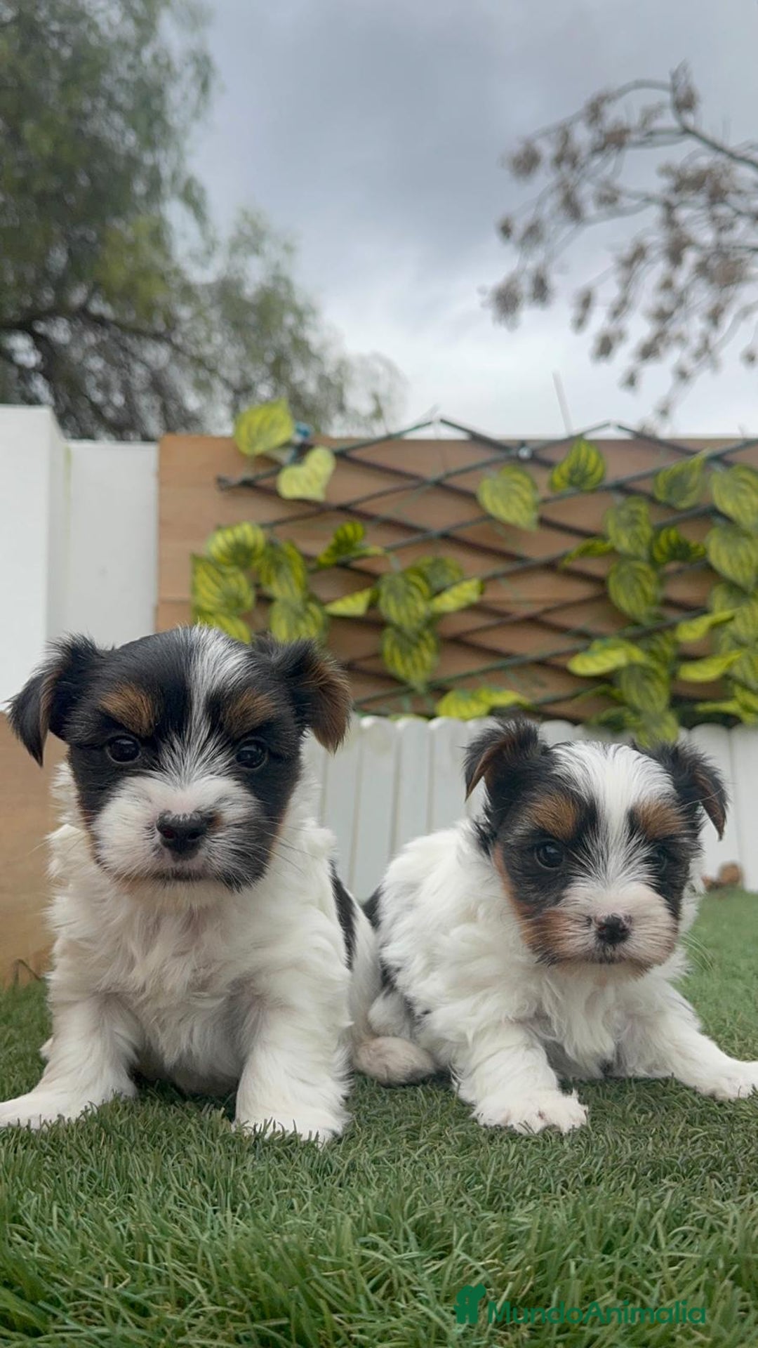 Yorkshire Terrier perros en venta: YORKSHIRE BIEWER - Anuncio 14