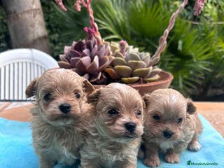 Maltipoo perros Camada cachorros raza Maltipoo en Granada - Anuncio 8