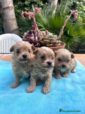 Maltipoo perros en Granada - Anuncio 12