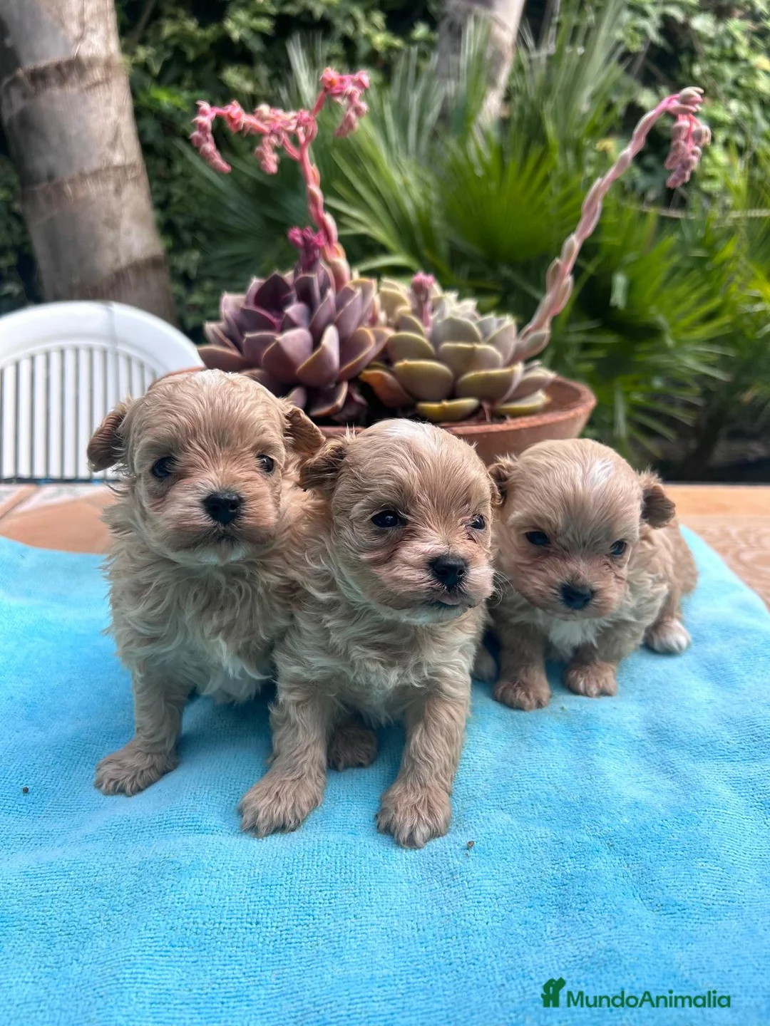 Maltipoo perros en venta: Camada cachorros raza Maltipoo en Granada - Anuncio 1