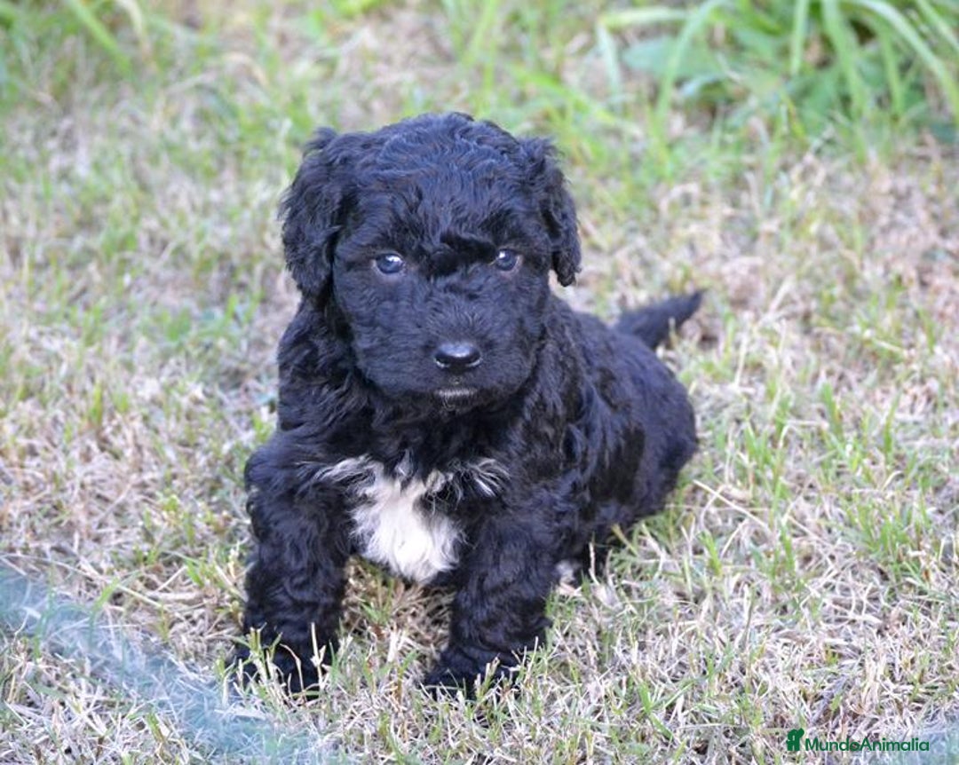 Perro de Agua Español perros en venta: Camada perro de agua español  - Anuncio 9