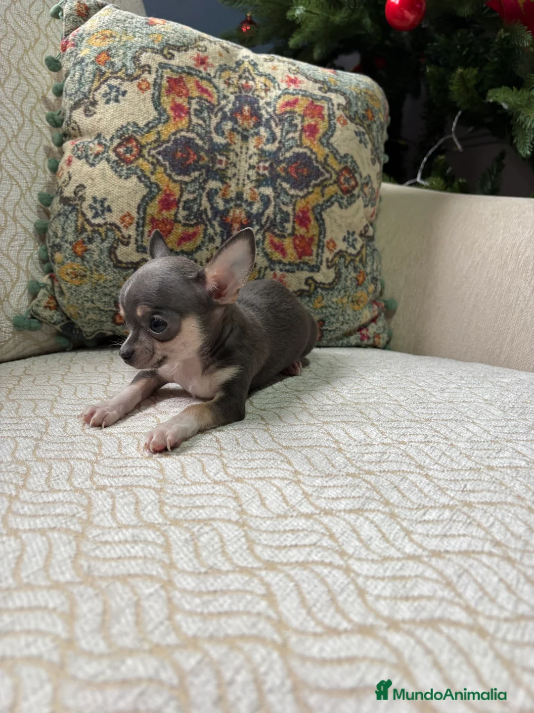 Chihuahua perros en venta: Chihuahua mini Toy hembra blue tri - Anuncio 7