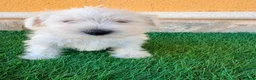 Schnauzer Miniatura perros en venta: Schnauzer miniatura blanco - Anuncio 10