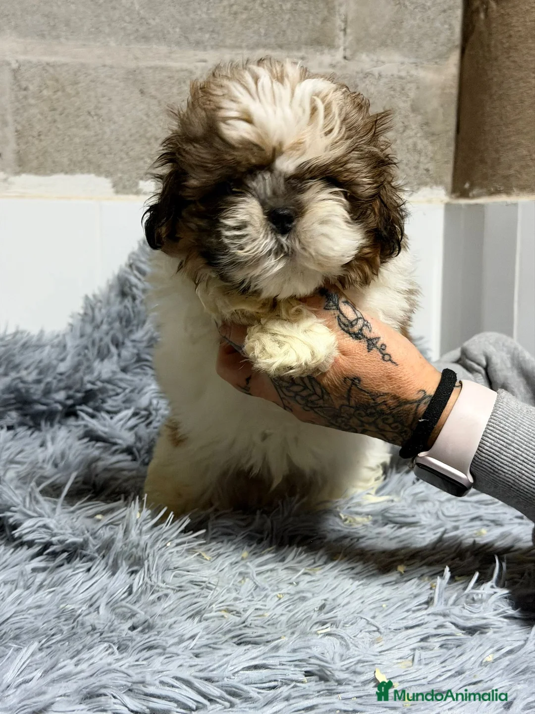 Shih Tzu perros en venta: SHIH TZU TRICOLOR - Anuncio 3