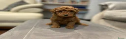 Caniche Toy perros en venta: caniche toy rojo en Valencia - Anuncio 5