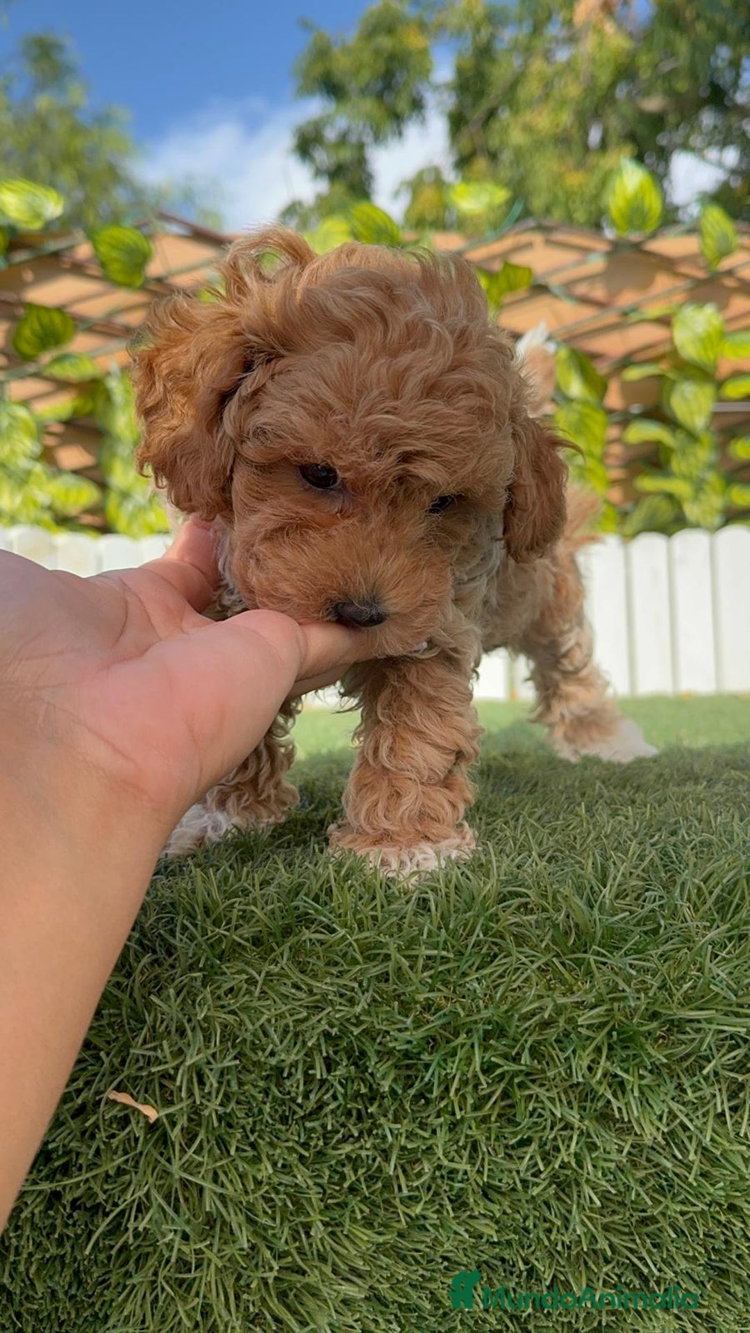 Raza Mixta perros en venta: CANICHE MACHO - Imagen 2
