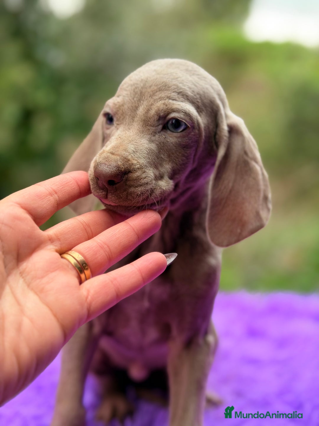 Weimaraner perros en venta: Braco de Weimar hembra  - Anuncio 4