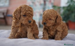 Caniche Toy perros en venta: ❤️ Atom y Solana – Caniches toy rojos  🐾 - Imagen 9
